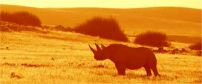 damaraland save the rhino trust 202x84